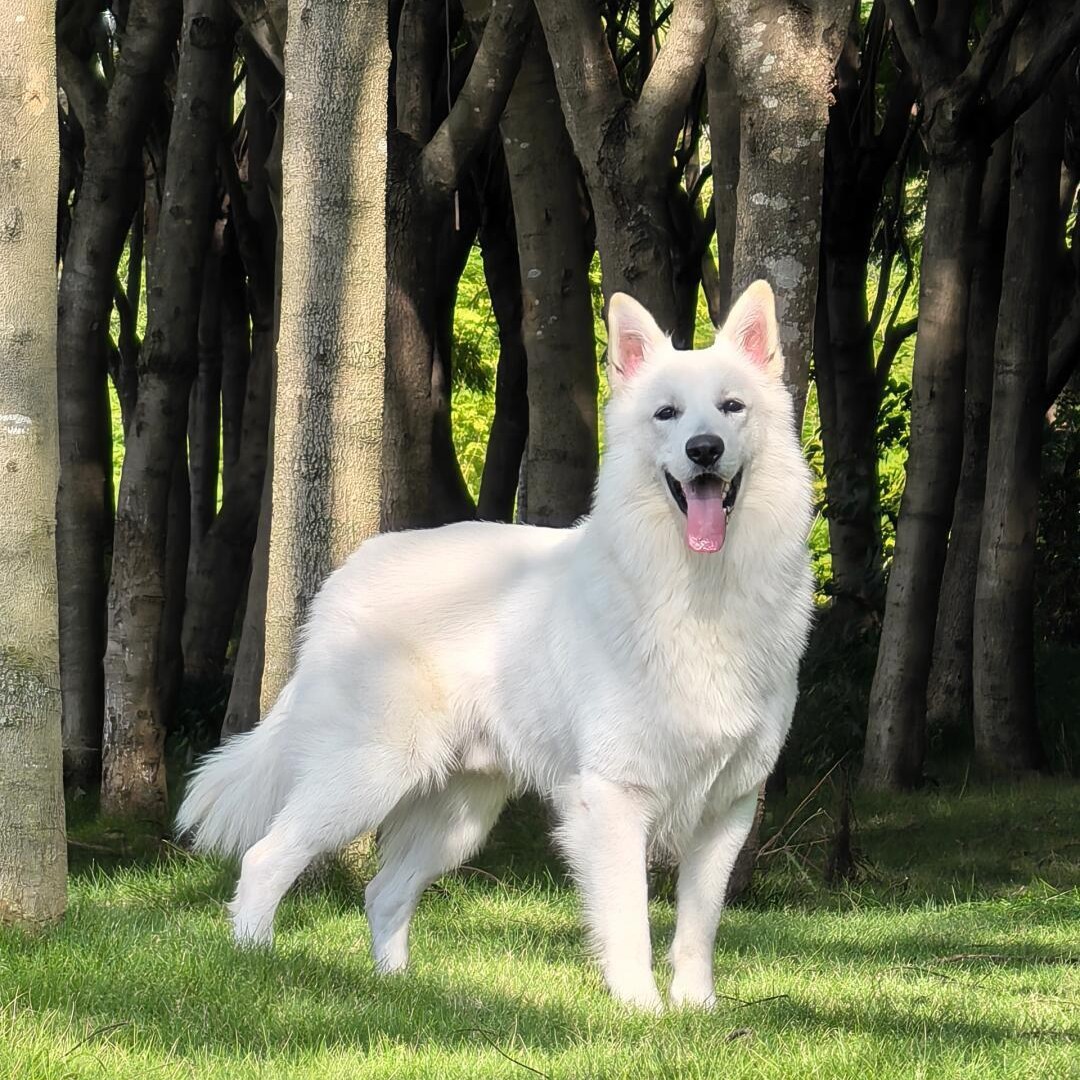 纯种瑞士牧羊犬幼犬活体狗狗纯白色德牧护卫犬工作犬军警犬宠物犬
