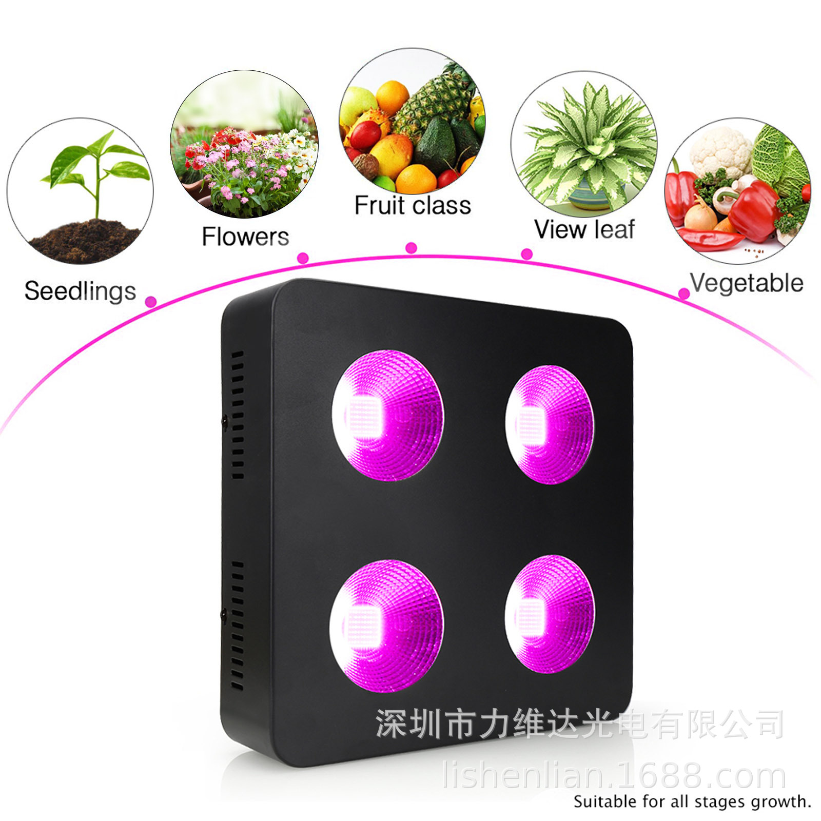 άCOBȫ1000wledֲVEG BLOOM˫شڲ