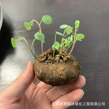 金不换地不容多肉块根植物小号爬藤红藤山乌龟
