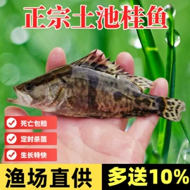 水产种苗;观赏鱼