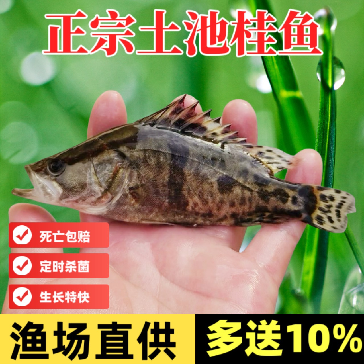 鳜鱼苗桂花鱼苗淡水养殖桂花鱼活苗水花苗幼苗活现货批发包活到家