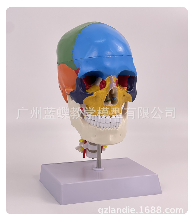 彩色头骨-详情页_15