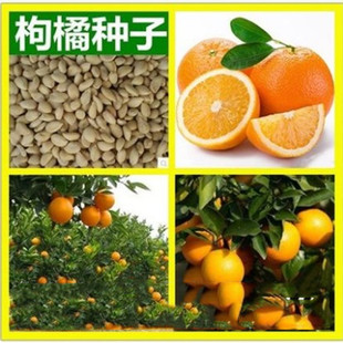 �²����ٷN���ך��N���۽ۼt�����Ӹ������Ě���Ѽ޽���ľ��N��