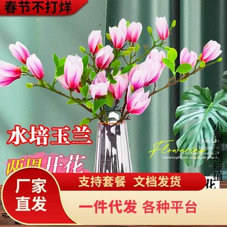 一件代发玉兰花水培水养绿植鲜切枝白玉兰干枝鲜花带花苞室内花卉