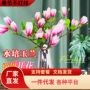 水培水养干枝玉兰花花卉