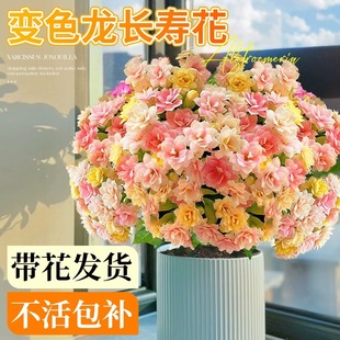 New Large-Flowered Longevity Flower Potted Plant with Buds That Bloom in All Seasons, Double-Flowered Seedlings, Chameleon, Precious Cold-Resistant Florals