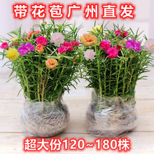 一件代发太花盆栽多色重瓣带花苞带根室外花卉宿根盆景植物