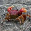 Crabs and young crabs