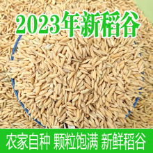 2023年农家自种带壳大米新稻谷谷子水稻稻子带壳粮食5斤10斤包邮