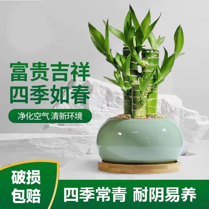 Rich Bamboo, Lotus Bamboo, Wenchang Bamboo, Step-By-Step Potted Plants, Student Dormitory Indoor Green Plants, Source Factory, One Piece Wholesale