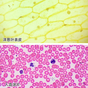 ��ǻ��Ƥ���׸����\����Ԫ���u�п���Ƭ�@΢�R�^�����򞲣Ƭ