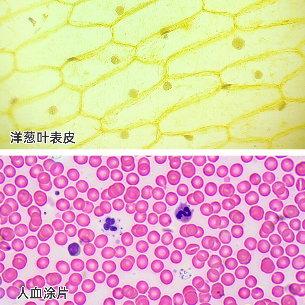 口腔上皮玉米根尖运动神经元热卖中考切片显微镜观察生物实验玻片