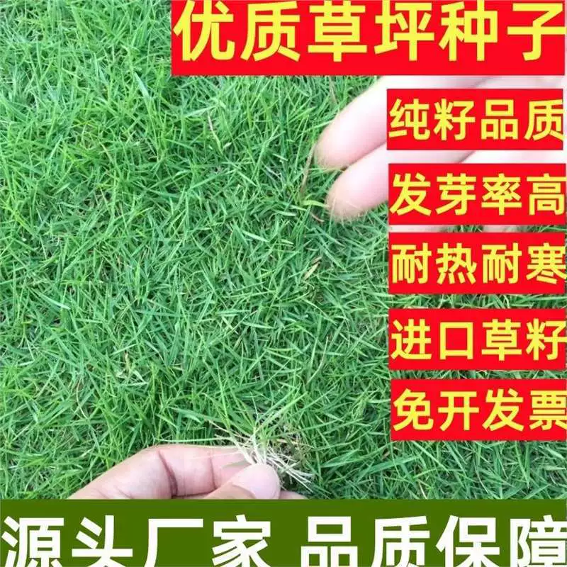 Импортированные семена газонных трав для внутреннего двора, корень собачьего зуба, высокая фестула, ячмень, раннеспелая трава, четырехсезонная зелень, семена ползучей изогнутой травы.