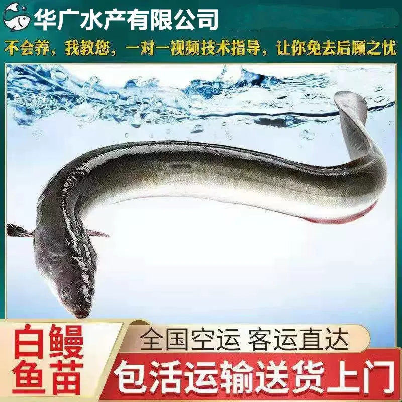 华广水产鳗鲡苗河鳗苗白鳗日本鳗鱼苗花鳗苗活体淡水白鳝批发鱼类