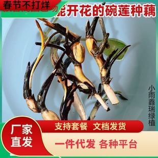 һ�����l��ɏ�N���҃���ɏ�Nźˮ��Gֲ���ļ��_����С����ɏ����