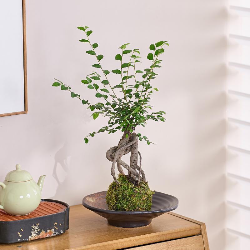 榆树苔藓球绿植盆栽室内茶桌办公室桌面四季好养活净化空气小盆栽