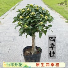 �ļ������԰��Ԙ��𻨘���ֲ�ﾰ�҃Ȼ܎����������̨ͥԺ�¹�