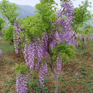 Wholesale Wisteria Seedlings Courtyard Greening Climbing Multi-Flower Plants Wisteria Saplings Fence Flower Seedlings Vines Purple Wisteria