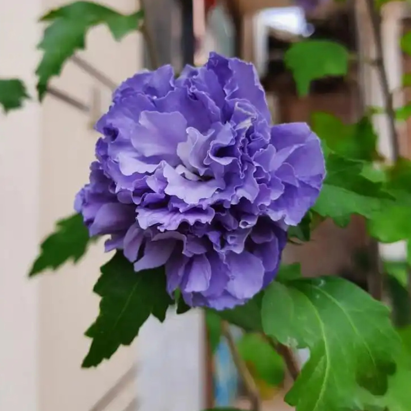 一件代发蓝莓冰沙木槿棒棒糖盆栽重瓣木槿花树苗四季阳台庭院观花