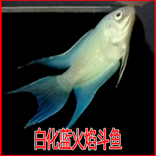 �Ї����~���w�׻��{���~�����t���{ϵ���涷�~���BС���^�p�~�~��