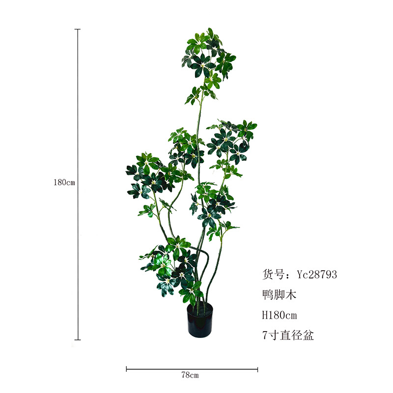 Planta en maceta de seis patas de pato 180cm