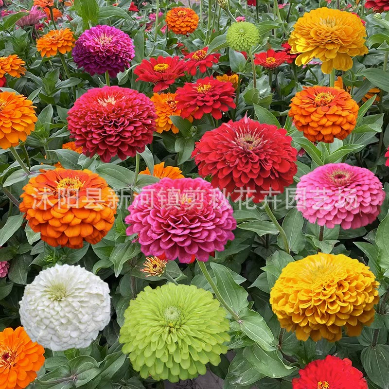 Zinnias цветочные семена смешанные цвета двойной диск zinnias цветочные семена Four Seasons цветение легко жить двор открытый шаг за шагом семена