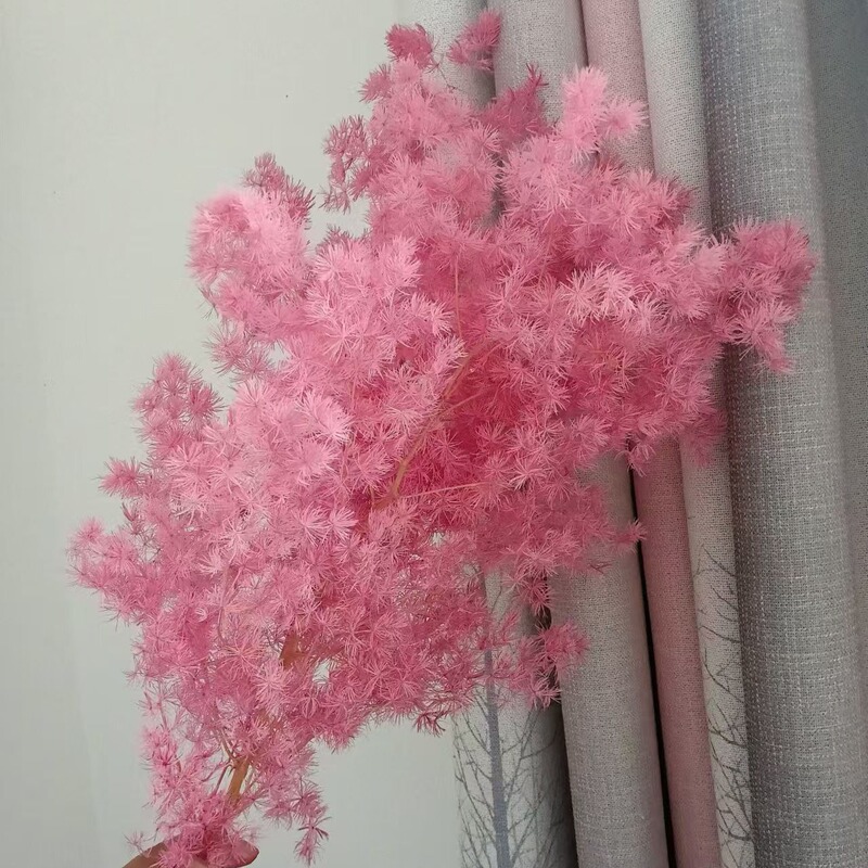 永遠のドライフラワー蓬莱松プリザーブドフラワー diy 花束手作り素材ギフト花素材結婚式ホームフラワーアレンジメント装飾|undefined