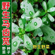 Ұ��ʳ���R�X�{�N���R���{�ѷN̫ꖻ��R�{��Ұ���߲˷N�����ѷN