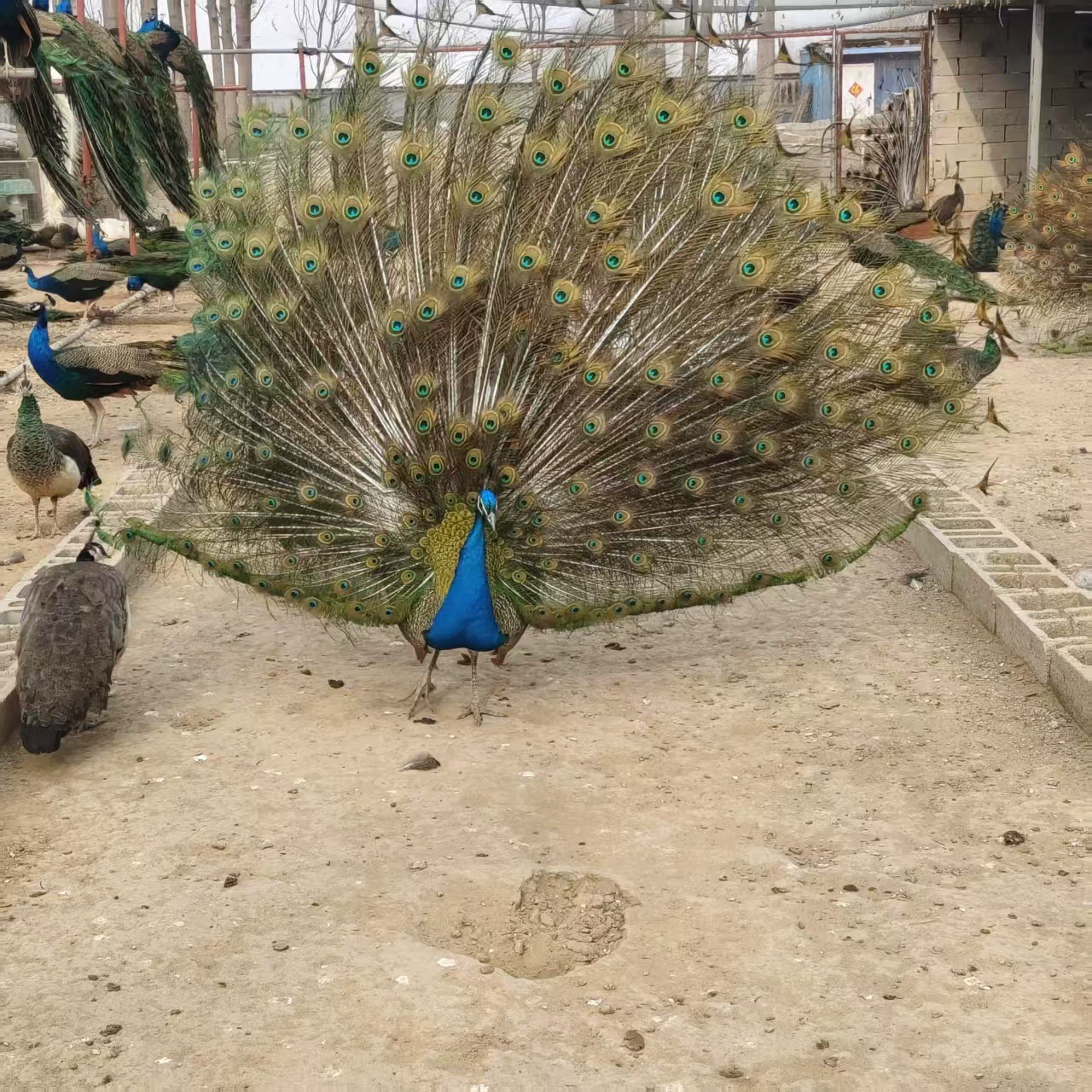 Продаются живые саженцы павлинов, цены на взрослых павлинов с длинным хвостом, особняк для разведения павлинов, декоративные павлины.