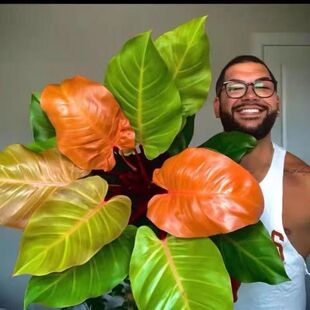 Rising Sun Potted Orange Prince Philodendron Imported Novel Foliage Plant Red Gold Diamond Absorbs Formaldehyde
