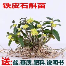 正宗铁皮石斛苗三年苗开花木桩盆栽绿植花卉非霍山石斛一斤苗包邮