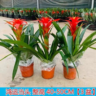 �ļ����\���^����ֲ���P�滨��ˮ�໨���r���t���P��G��ֲ��ˮ�B