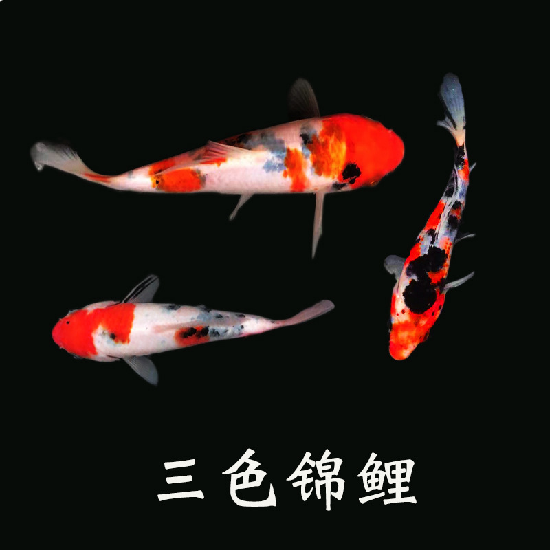 冷水観賞魚、日本鯉、純種ドイツ鯉、飼育しやすい、大正三色赤白稚魚金魚|undefined
