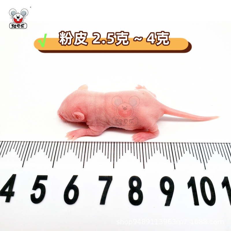 살아있는 [분홍색 피부 2.5-4g] 멸균 쥐 소스