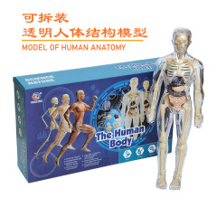 Cross-border children's transparent human organ model exploring life science medical experiments bone structure preschool toy