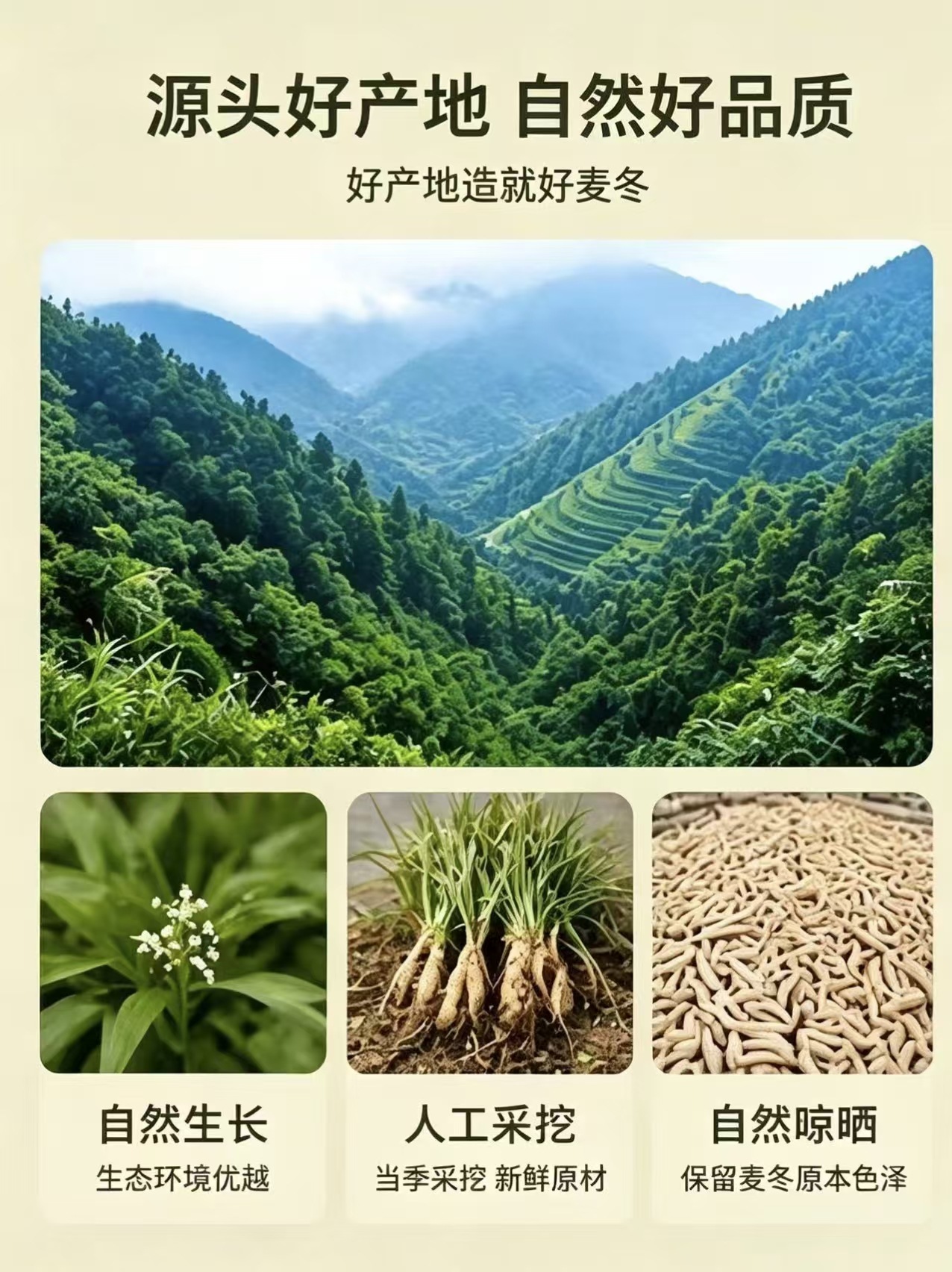 Sichuan Mai Dong Dried Ophiopogon Root 1000g Bulk Herb for Soup and Tea overview
