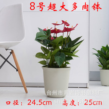 8号超大多肉钵 PP原料加厚 圆形塑料花盆 圆钵万象盆 DRB08