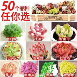 盆栽;月季蔷薇植物;乔木