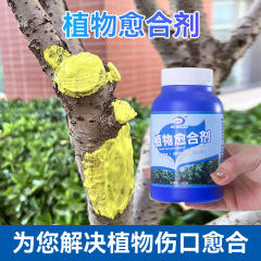 蘭康保植物の幹の傷口の切り欠きは改善剤の苗木の果樹の盆栽の枝を切って切り株の樹皮を切って接ぎ木します。