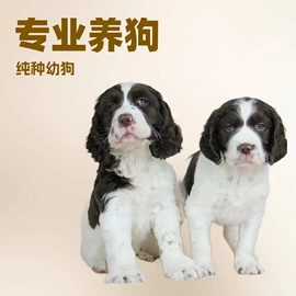 狗;狗狗干粮;服务商品