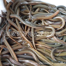 批发黄鳝苗 养殖黄鳝苗 长鱼苗饲料喂养鳝鱼苗