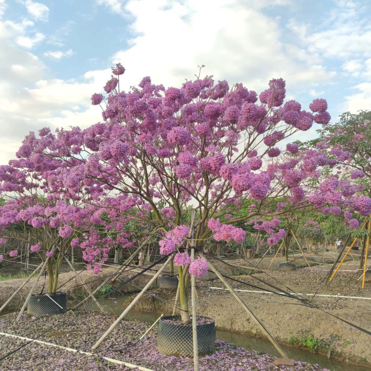 2312 Зеленая база рассады поставляет карликовую ветвь гортензии Фиолетовый цветок Suzuki 3-5 метров