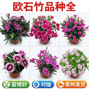 �Wʯ���玧�����̨ͥԺ���@����������ֲ����������ʯ�����