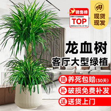 ��Ѫ��͏d���Դ�����լ���^��횘�Gֲǧ��ľ�����Ϙ����ֲ��