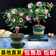 ��߅���������ļ��_�����������㎧�����҃��^��ֲ���Ϙ��ͺ�����