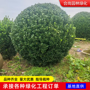 ���~�S����������l���̾G����ľ���޼���ľ���ļ������е�������