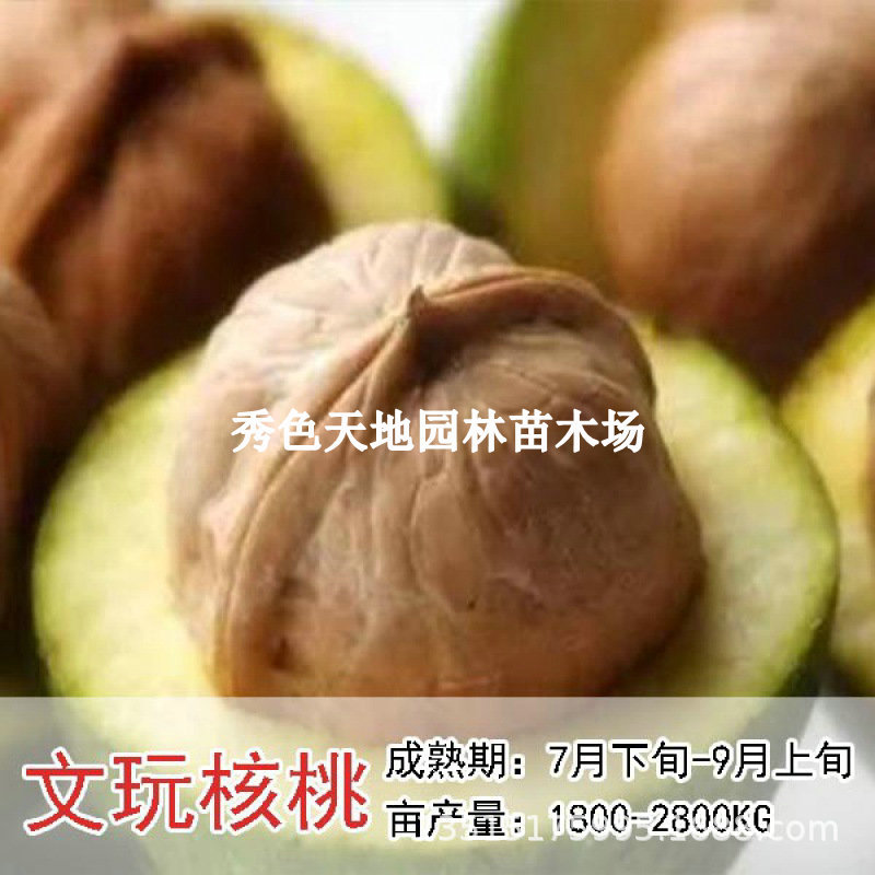 文玩核桃树苗把玩核桃嫁接苗麻核桃树苗狮子头官帽四座楼当年挂果