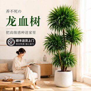 ��Ѫ��͏d�Gֲ���^��횘����F��͏d�Gֲ�҃ȴ�����Ѫ��ֲ������