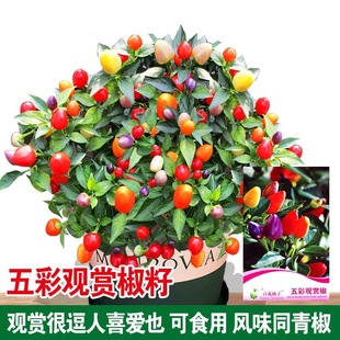 ����^�p���N�Ӳ�ɫ�ݽ�С�������콷�N�Ѵ����S�t�GС�����^�p