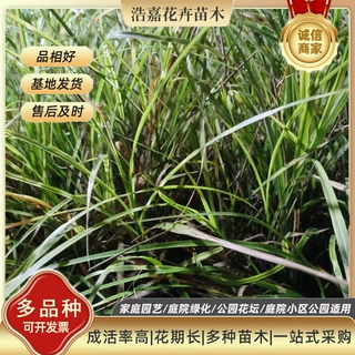 金边阔叶麦冬 麦冬冬季营养杯苗 公园小区园林绿化工程 金边麦冬